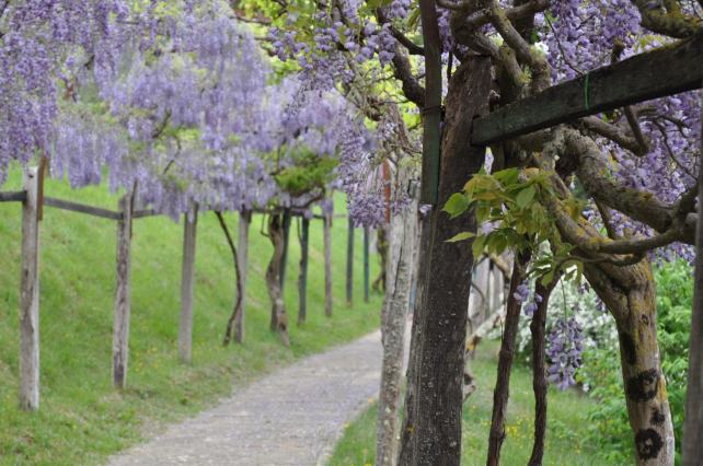 There are grapes planted at the end of the wisteria arbor, as a nice segue into the surrounding countryside.